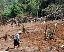 Nguyên Nhân Chủ Yếu Làm Suy Giảm Tài Nguyên Rừng